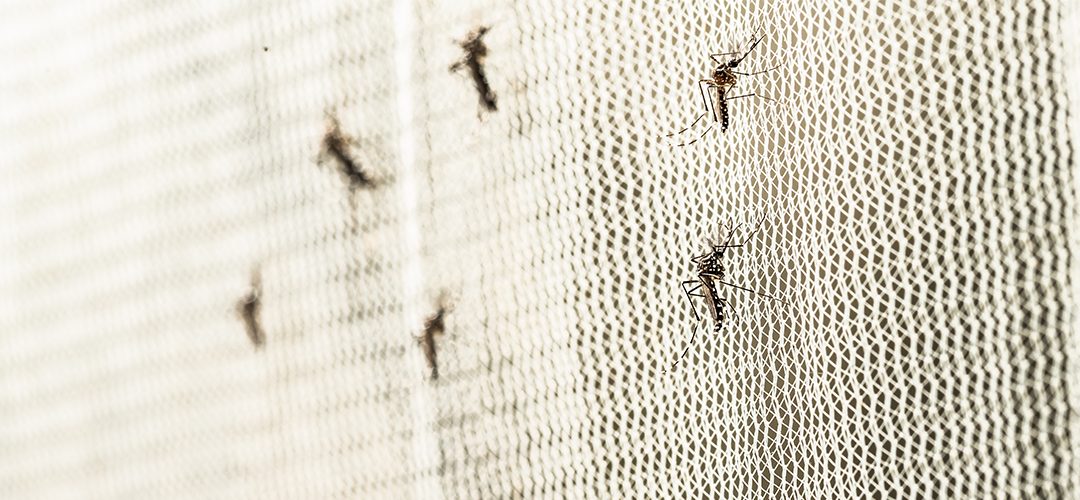 The Impact of Zika Virus: Symptoms, Diagnosis, and Effects